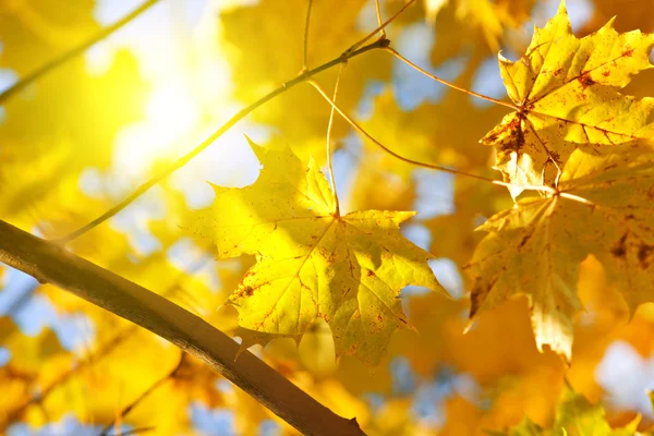 Autumn yellow leaves of maple and sun — Stock Photo, Image