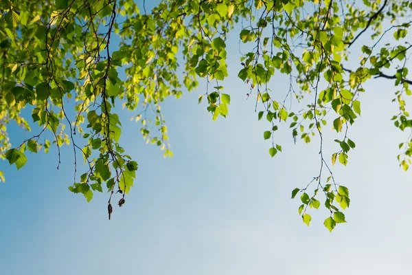 绿色树叶分支和蓝色天空 — 图库照片