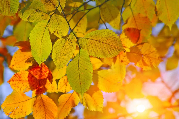 Autumn leaves and sun — Stock Photo, Image
