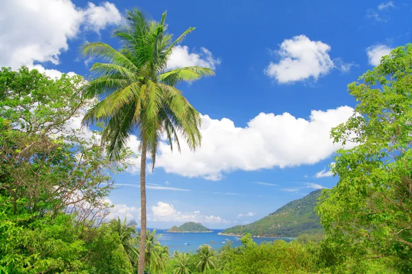 Coco de palmeira e baía tropical — Fotografia de Stock