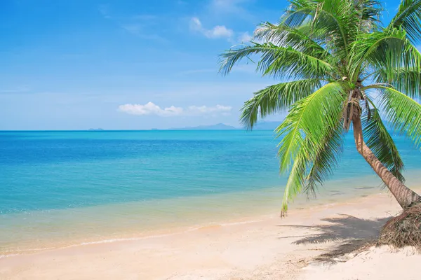 Plaża z palmą kokosową i morzem — Zdjęcie stockowe