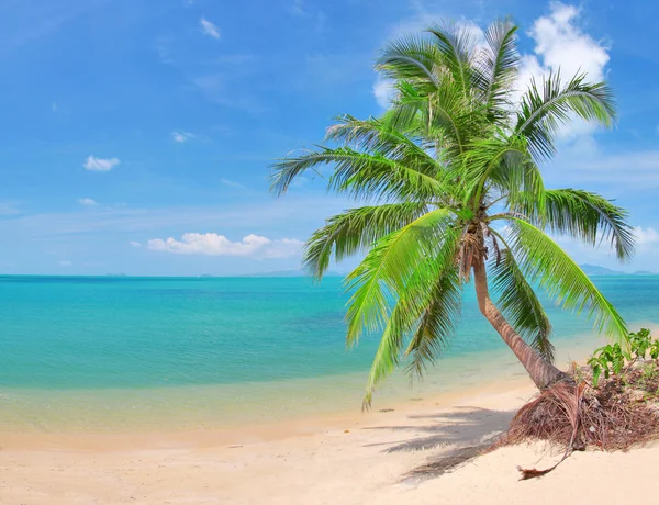 Panoramic tropical beach with coconut pa — Stock Photo © hydromet #1617339