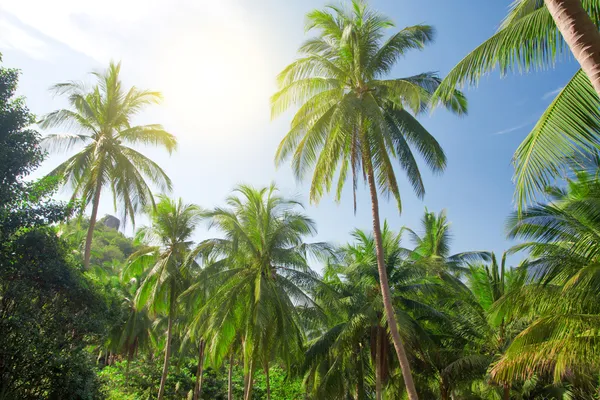 Coconut palm trees and sky with sun — Zdjęcie stockowe