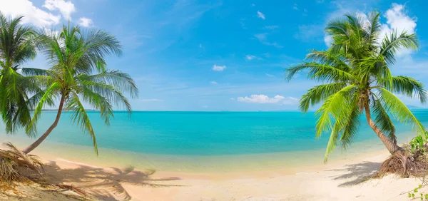 Panoramic tropical beach with coconut pa — Stock Photo, Image