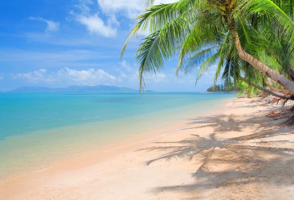 Пляж з кокосовою пальмою і морем — стокове фото
