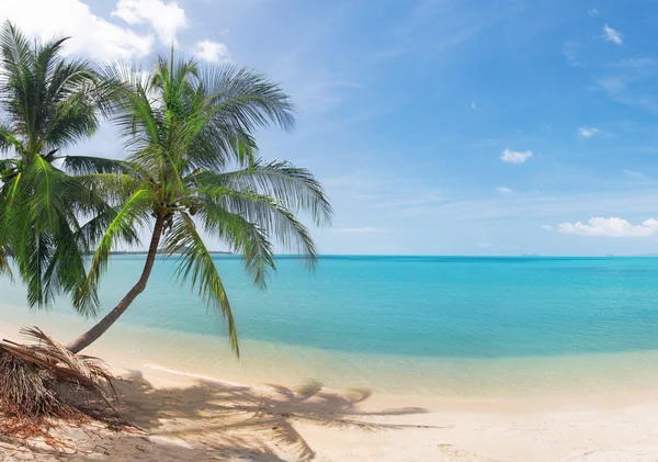 Panoramic tropical beach with coconut pa — Stock Photo © hydromet #1617339