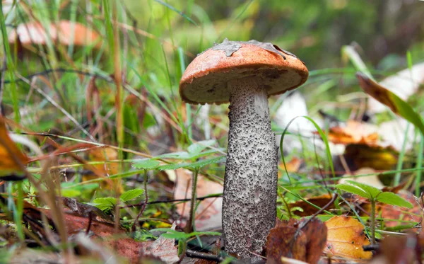 Jadalne grzyby w lesie — Zdjęcie stockowe
