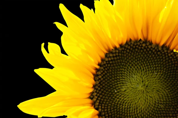 Krásné slunečnice izolované nad černou — Stock fotografie