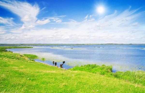 Lake, groen gras en een blauwe hemel — Stockfoto