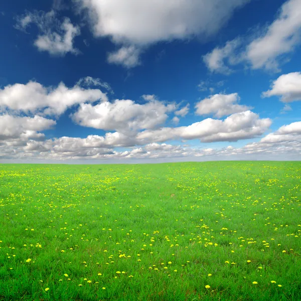 Gelbe Blumen Feld unter blauen Wolken — Stockfoto
