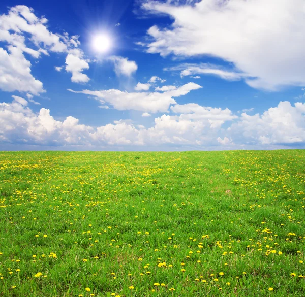 Campo di fiori gialli sotto blu nuvoloso s — Foto Stock