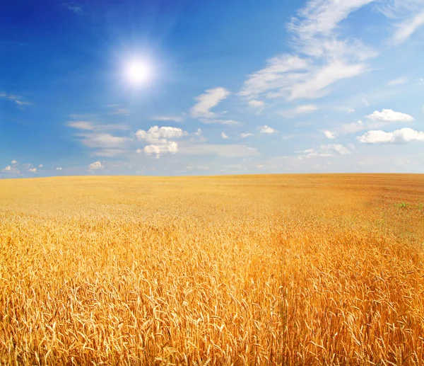 Fältet av vete med skiner solen — Stockfoto