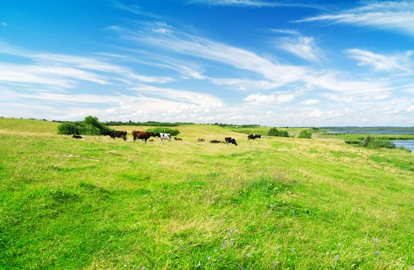 See, grünes Gras und blauer Himmel — Stockfoto