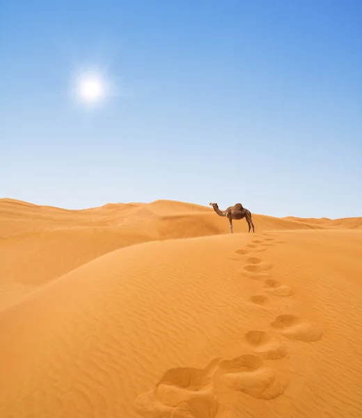 Desert and camel