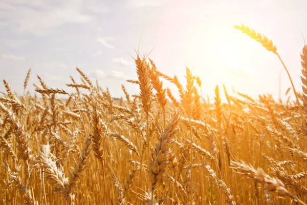 Bir tarlada tahıl ve güneş — Stok fotoğraf