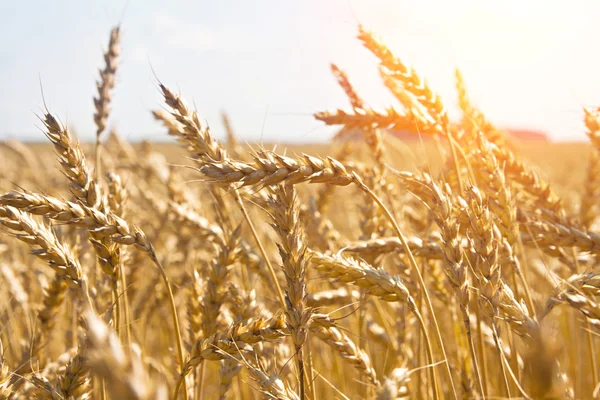 Зерно на поле и солнце — стоковое фото