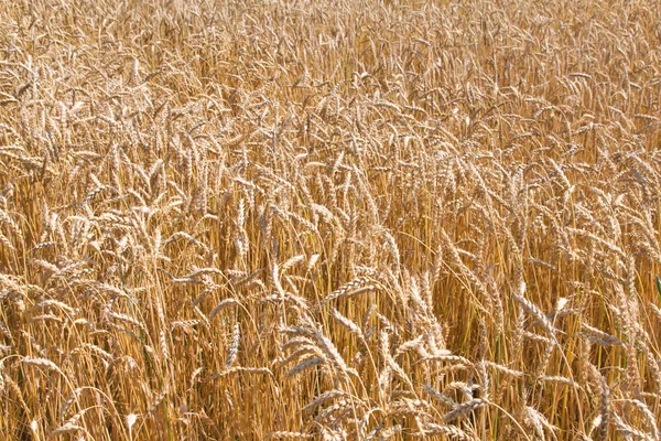 黑麦 — 图库照片