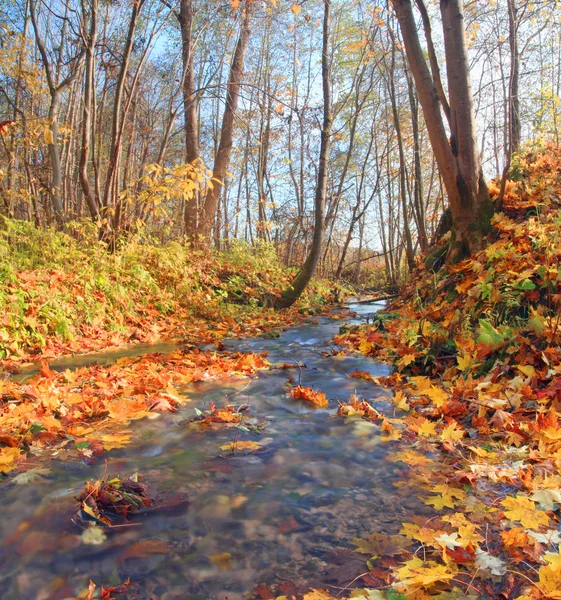 가을 숲 속의 브룩 — 스톡 사진