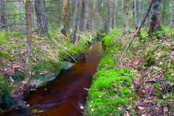 Река в осеннем лесу — стоковое фото