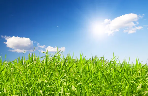 Piękna zielona trawa pod błękitne niebo dowcip — Zdjęcie stockowe