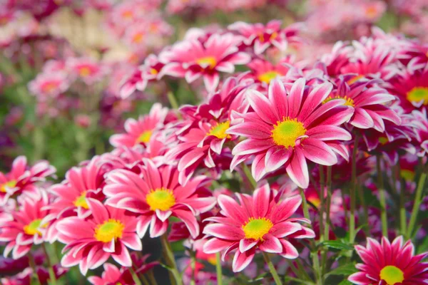 Chrysanthème floral — Photo