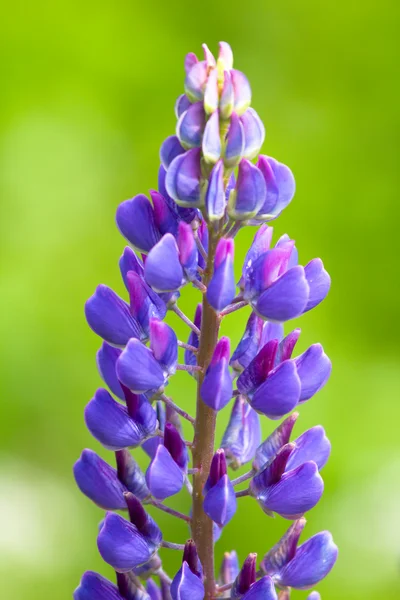 Lupin blomma — Stockfoto