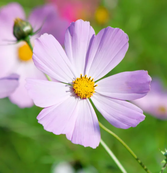 Güzel çiçek — Stok fotoğraf