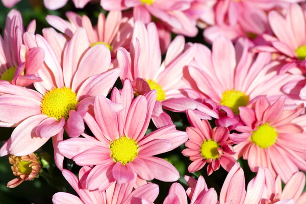 Розовые цветы — стоковое фото