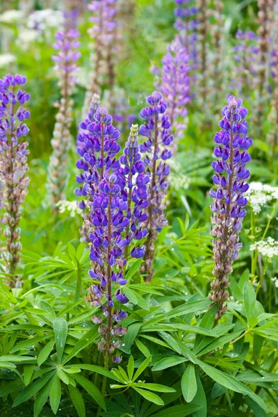 Field of lupine flowers Royalty Free Stock Photos