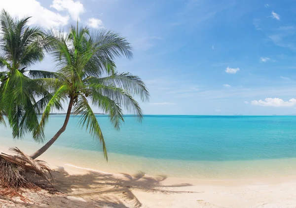 Hindistan cevizi palmiyeli ve denizli tropik plaj — Stok fotoğraf