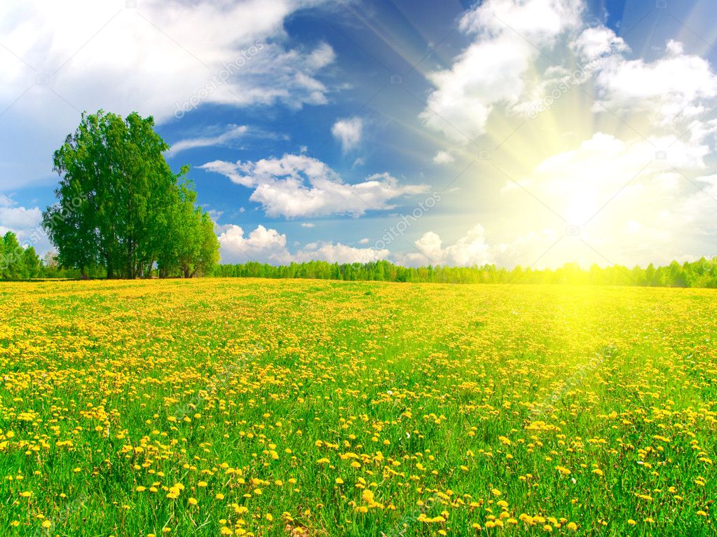 Yellow flowers hill under blue cloudy sk — Stock Photo © hydromet #1617440