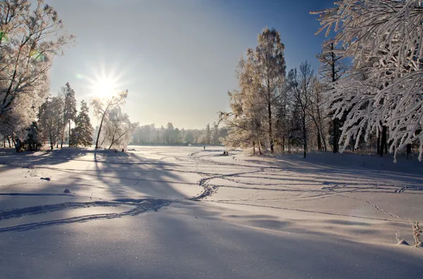 Χειμερινό δάσος στο χιόνι — Φωτογραφία Αρχείου