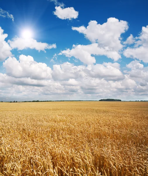 Pole pszenicy i piękne niebieskie niebo — Zdjęcie stockowe