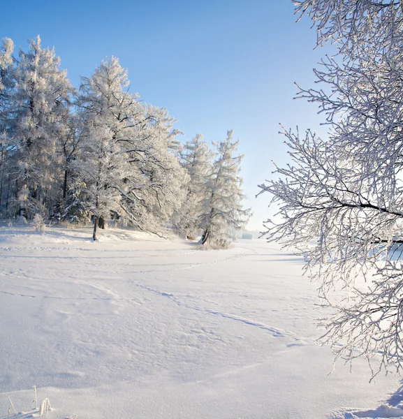Зимний лес и озеро — стоковое фото