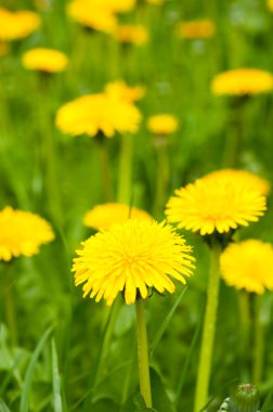 Field of dandelions clipart