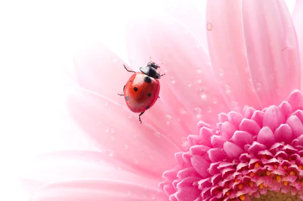 Gerbera flower and ladybug — Stock Photo, Image