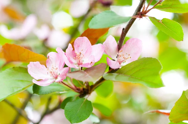 Flor macieira — Fotografia de Stock