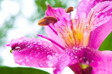 Alstroemeria / çiy çiçek ve bırak