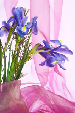 Spring purple flowers irises clipart