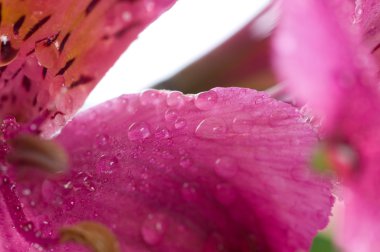 Alstroemeria / çiçek