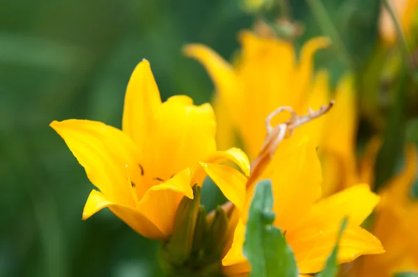 Spring flowers - narcissus — Stockfoto