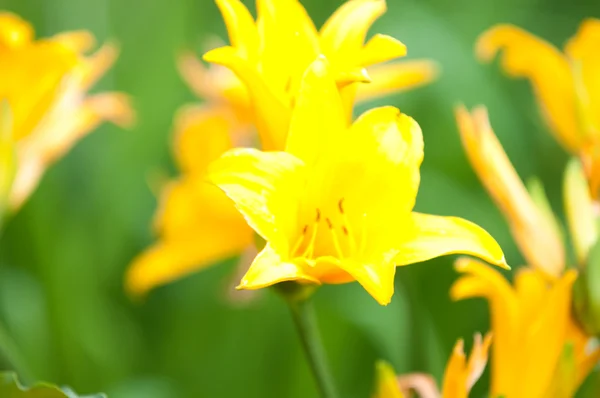 Ανοιξιάτικα λουλούδια - Νάρκισσος — Φωτογραφία Αρχείου