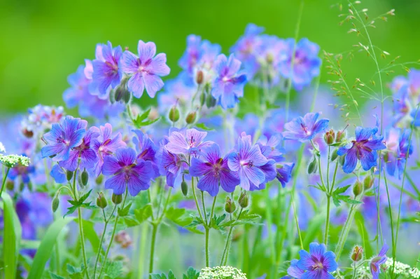 Geranio de floración a principios del verano — Foto de Stock
