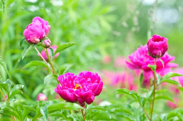 Lente bloeien in de tuin — Stockfoto