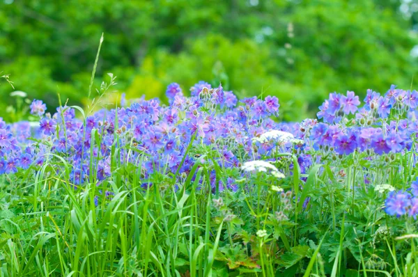 초여름 꽃 제라늄 — 스톡 사진
