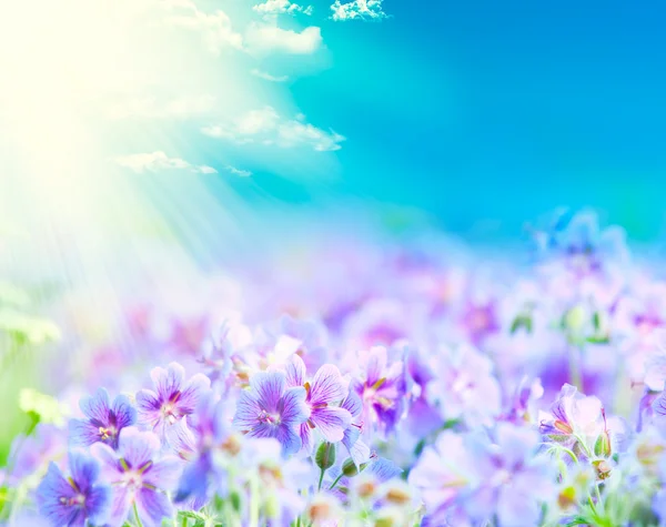 Nyár elején virágzó muskátli — Stock Fotó