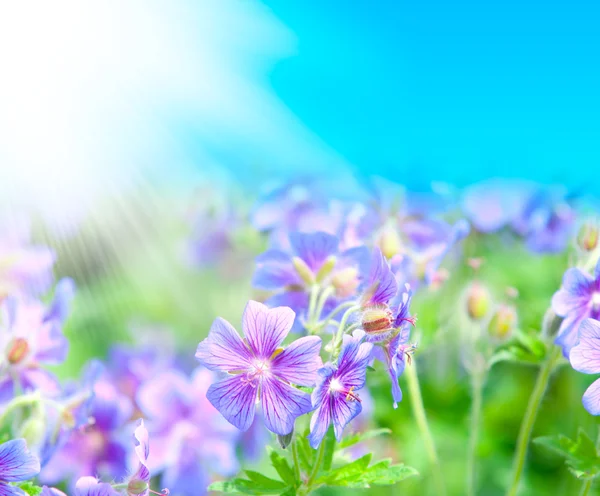 Erken yaz çiçeklenme Sardunya — Stok fotoğraf