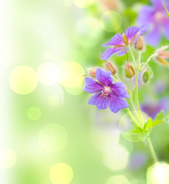 Flor. macro / profundidade de campo — Fotografia de Stock