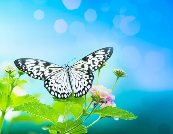 Levél pillangó — Stock Fotó
