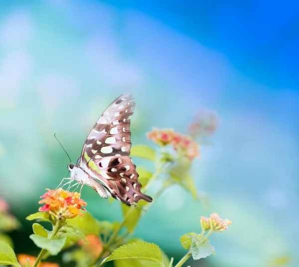 Papillon sur feuille — Photo